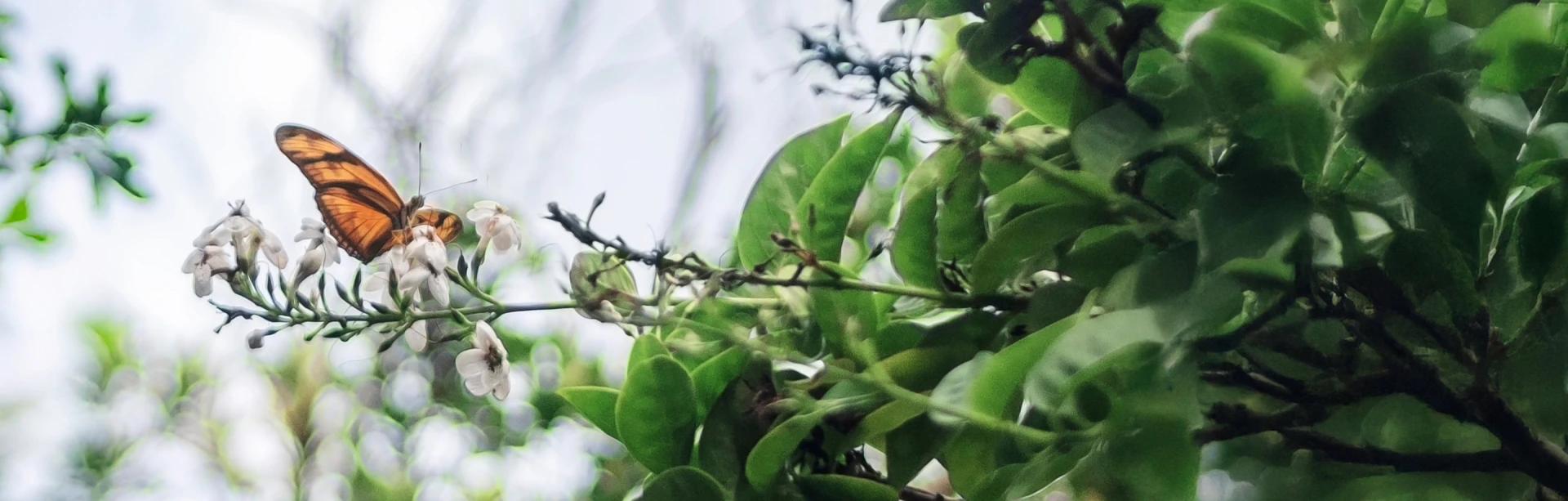 Biodiversity Management