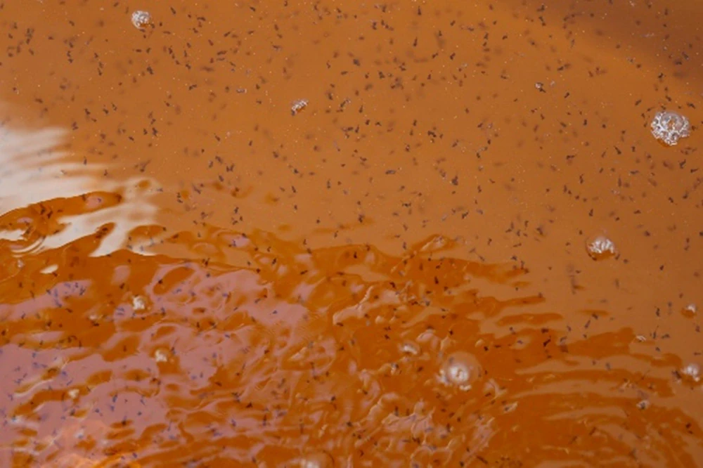 Restoring Water Resources and Creating Community Balance